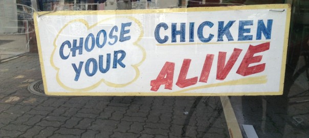 Chicken Alive